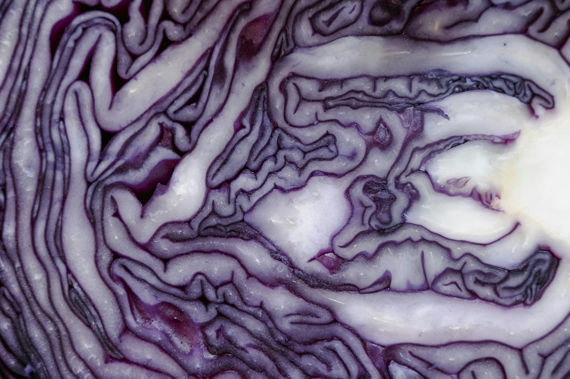 Raw Cabbage Food