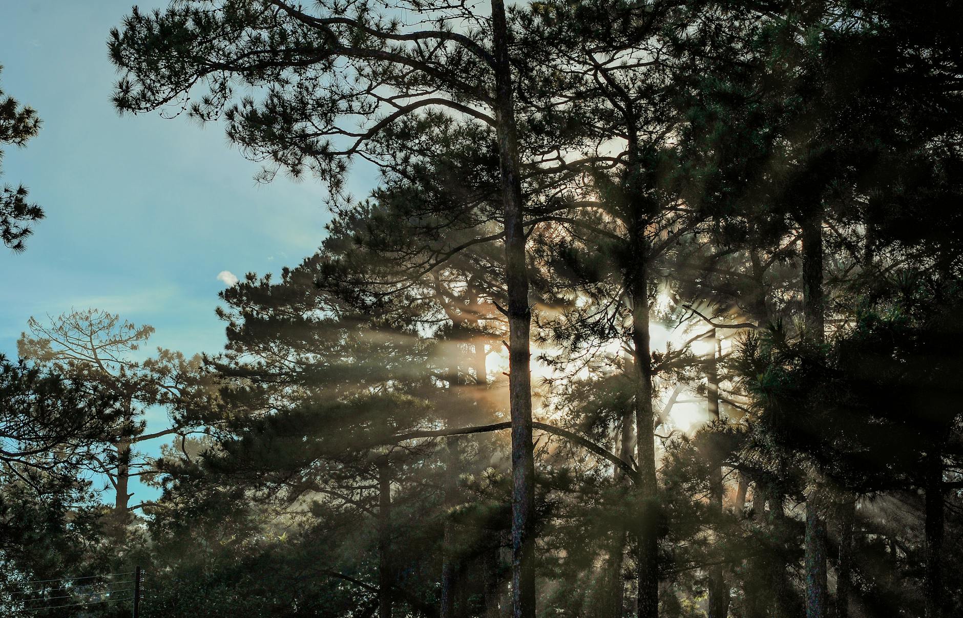 Sunrise Through Trees
