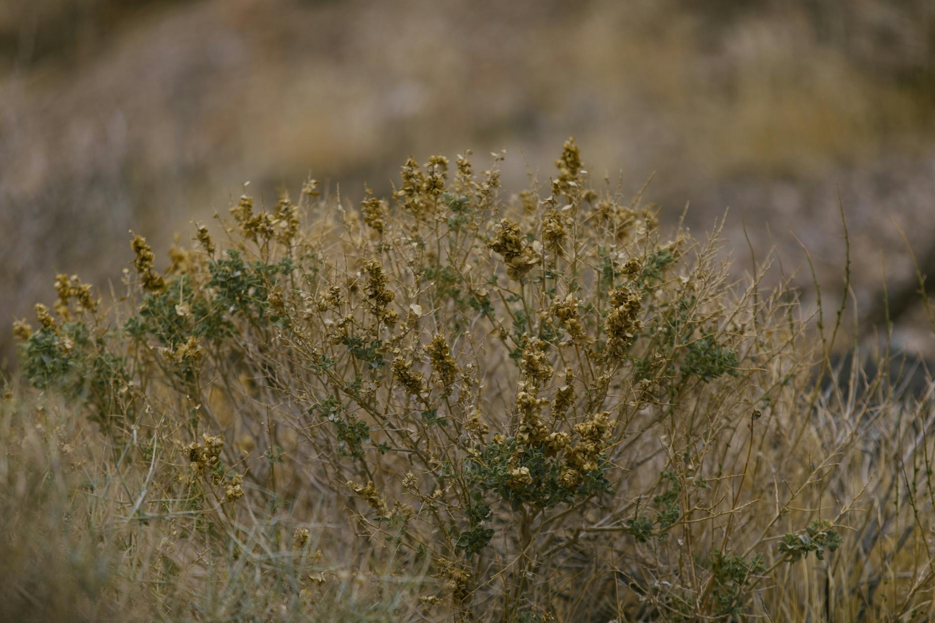 Ignoring Hardiness Zones