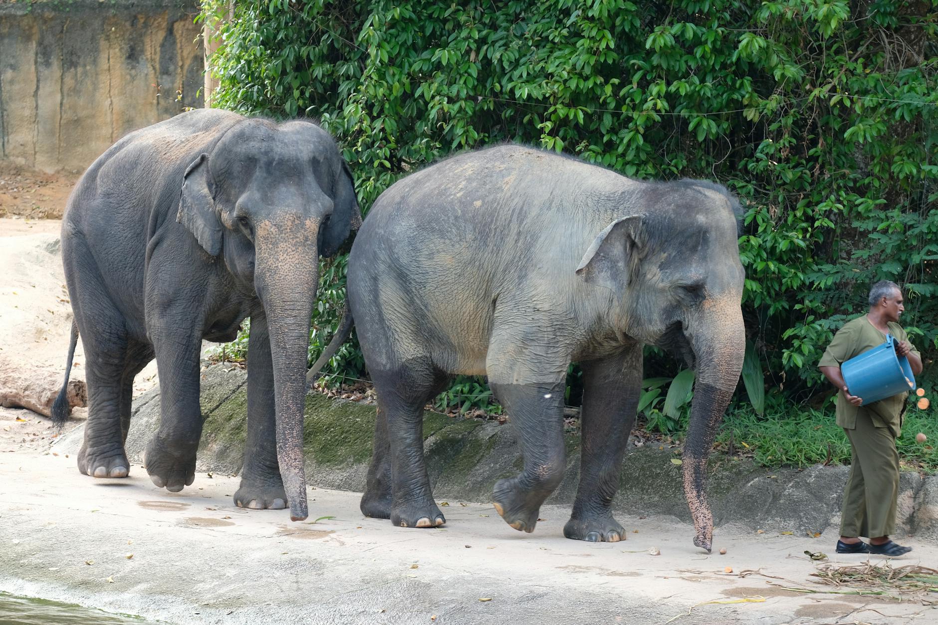 Sumatran Elephant Conservation Habitat
