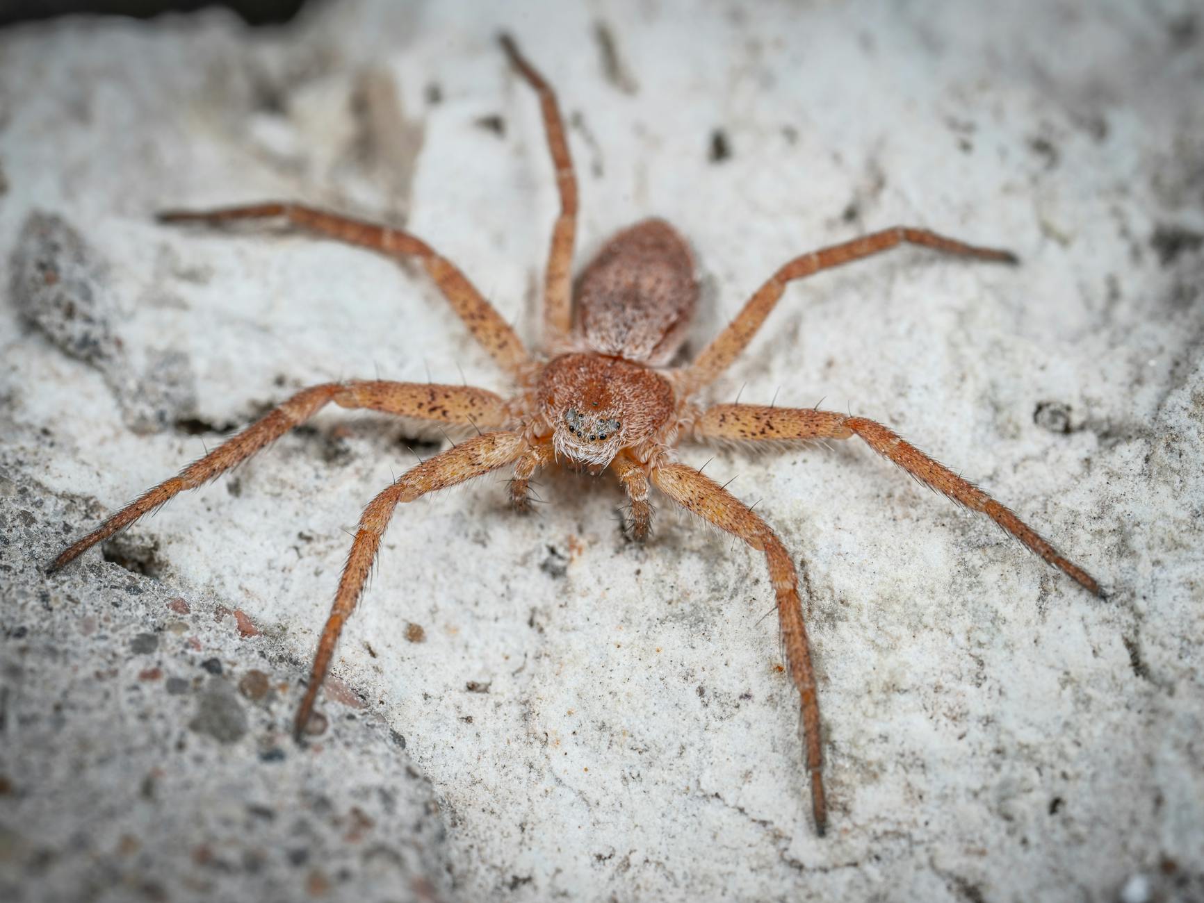 Brown Recluse Spider