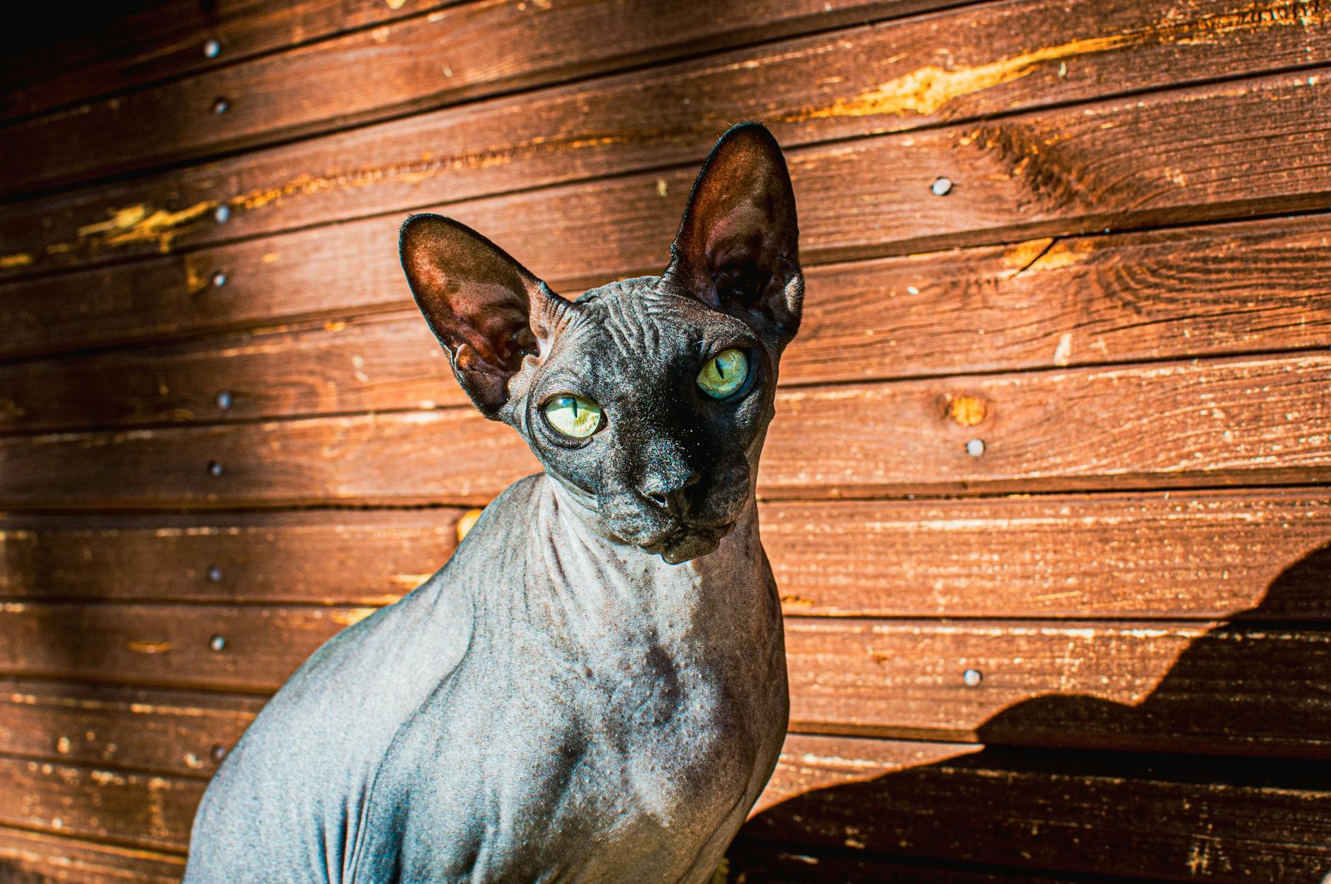 Sphynx Cat Extrovert Affectionate Playful