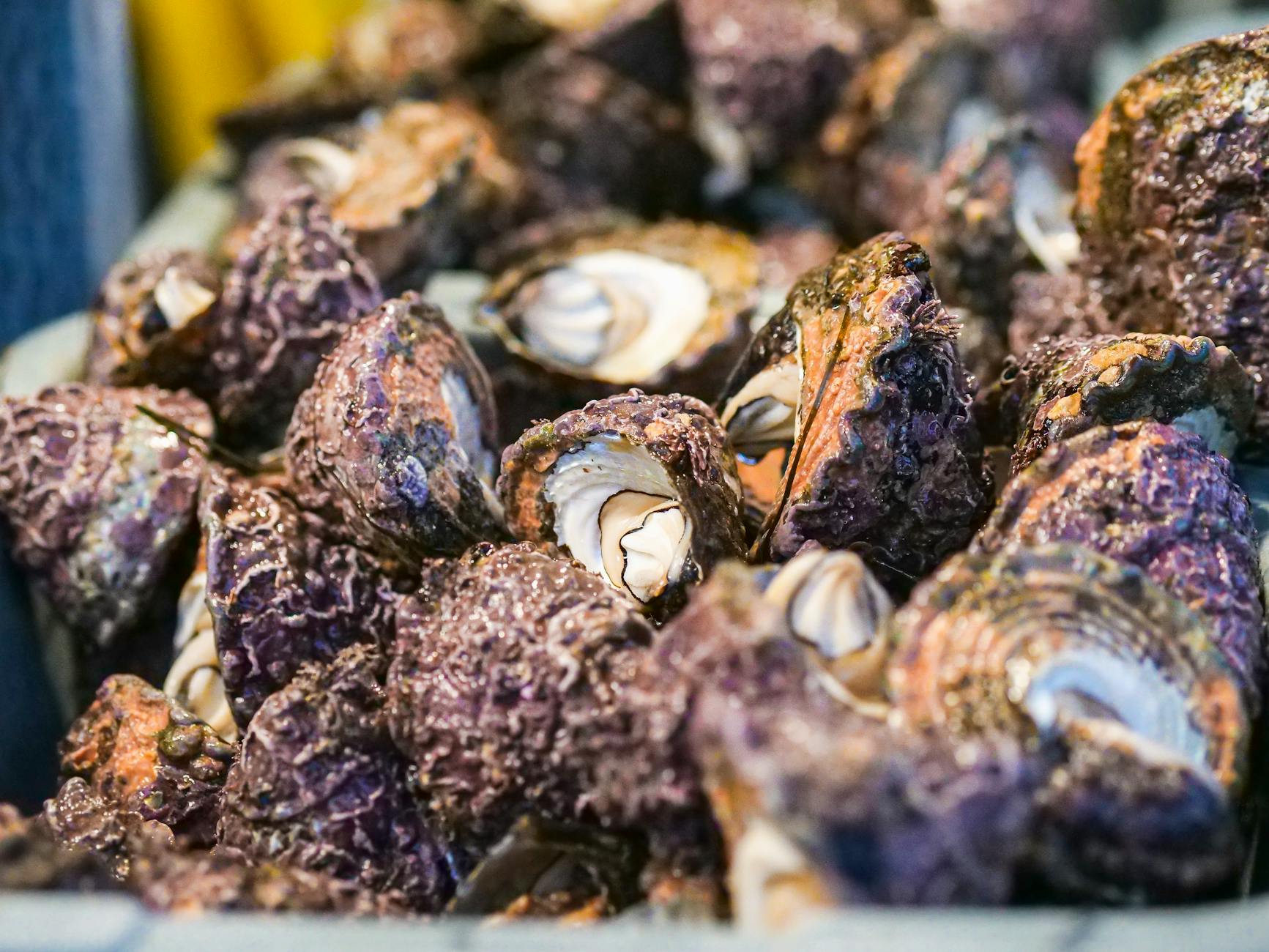 Seafood Shells Disposal