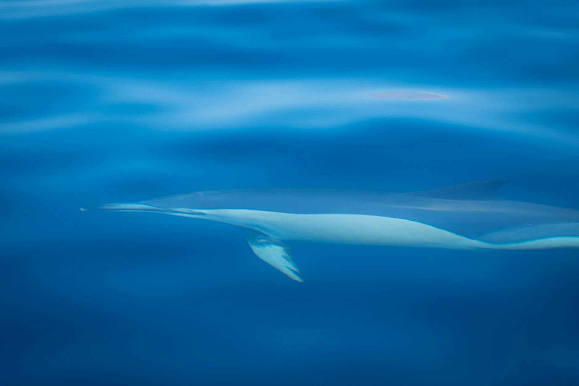 Yangtze Finless Porpoise Freshwater Habitat
