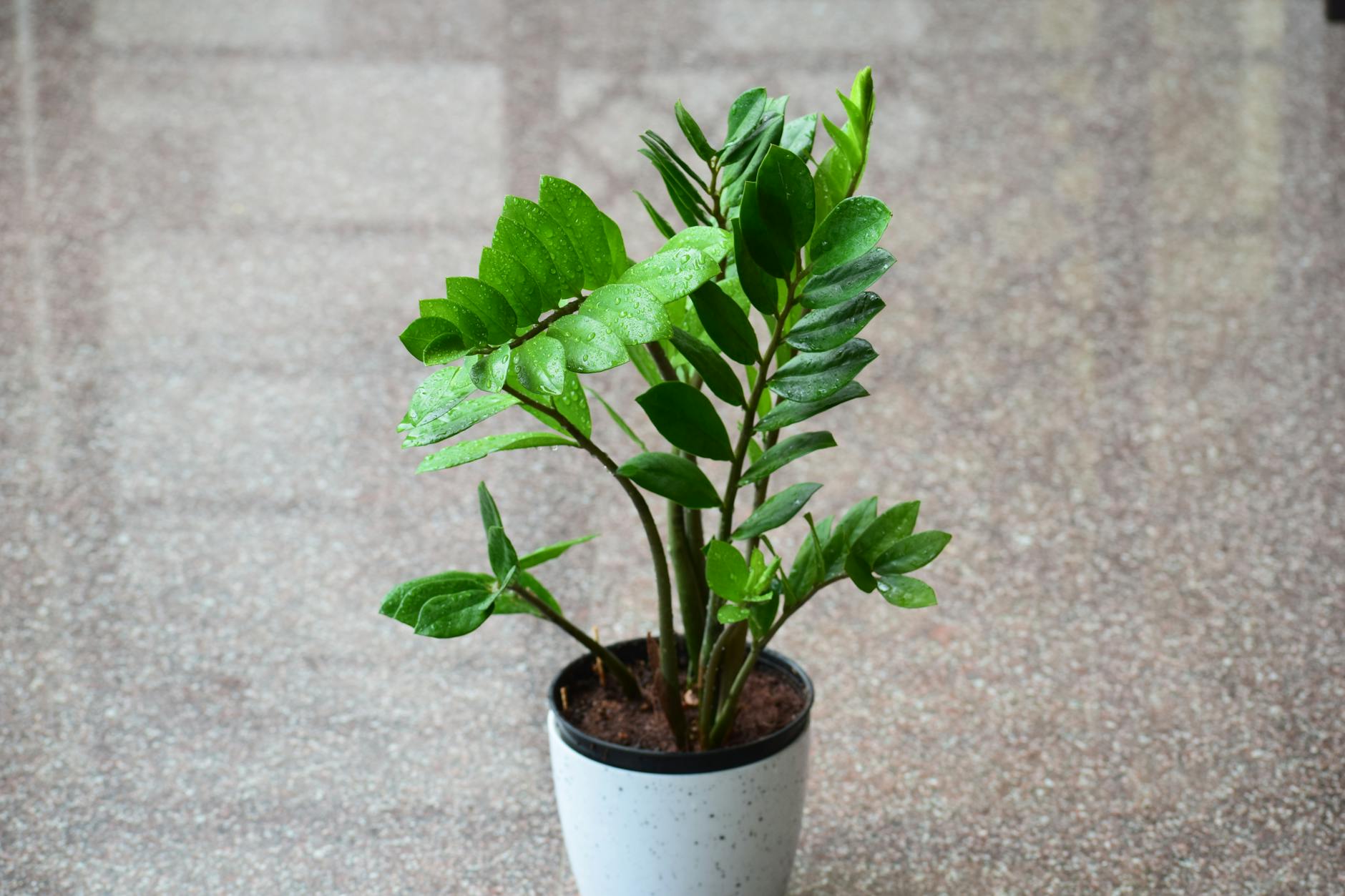 ZZ Plant Indoor Air Purifying