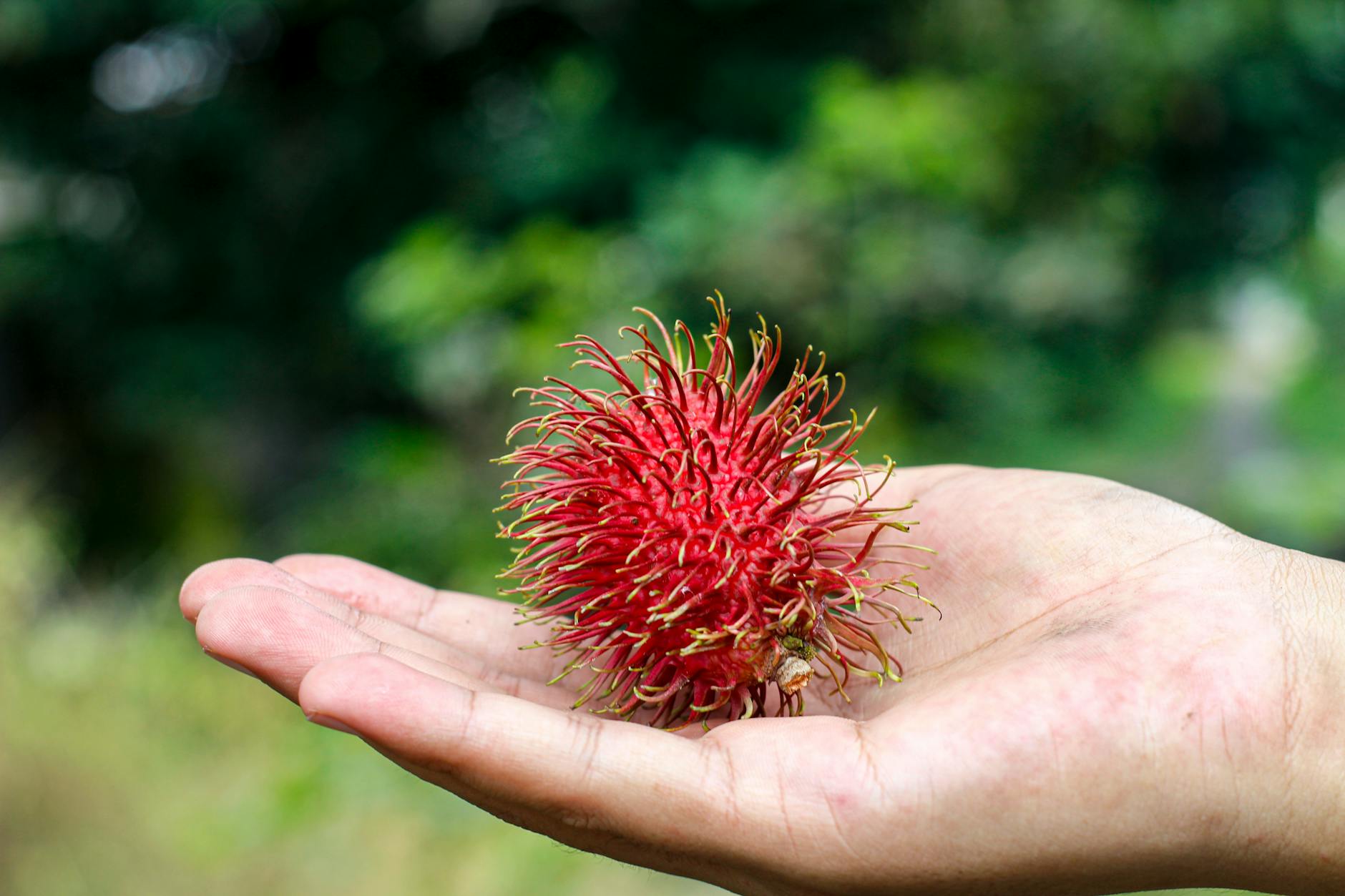Rambutan Fruit