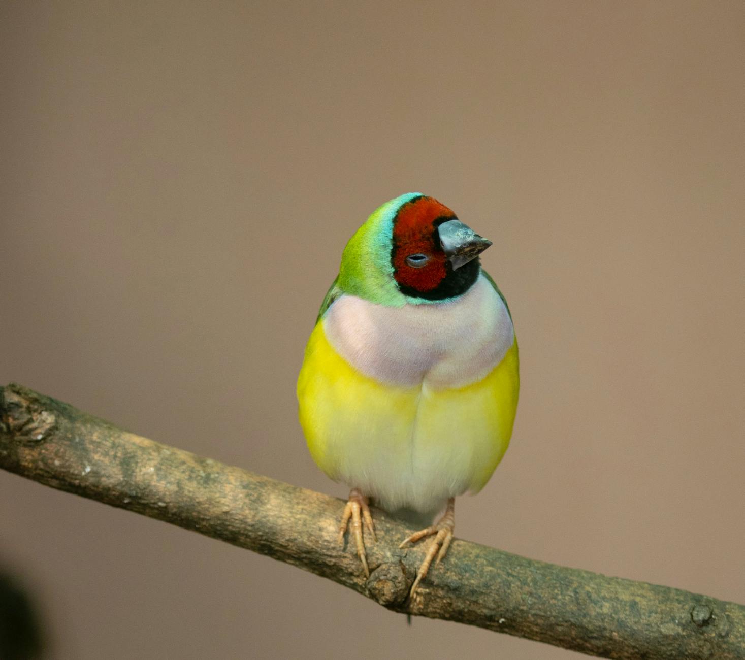 Lady Gouldian Finch Pet Exotic Birds