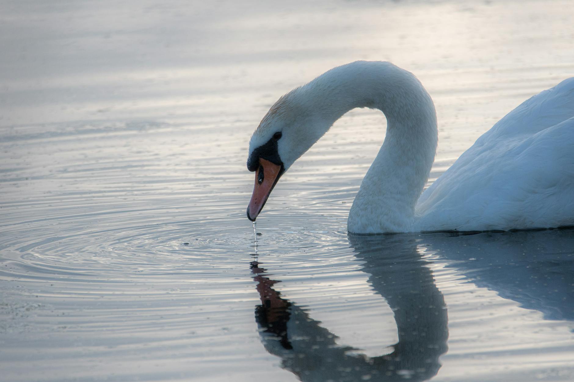 Mute Swan Aggressive Territorial Behavior