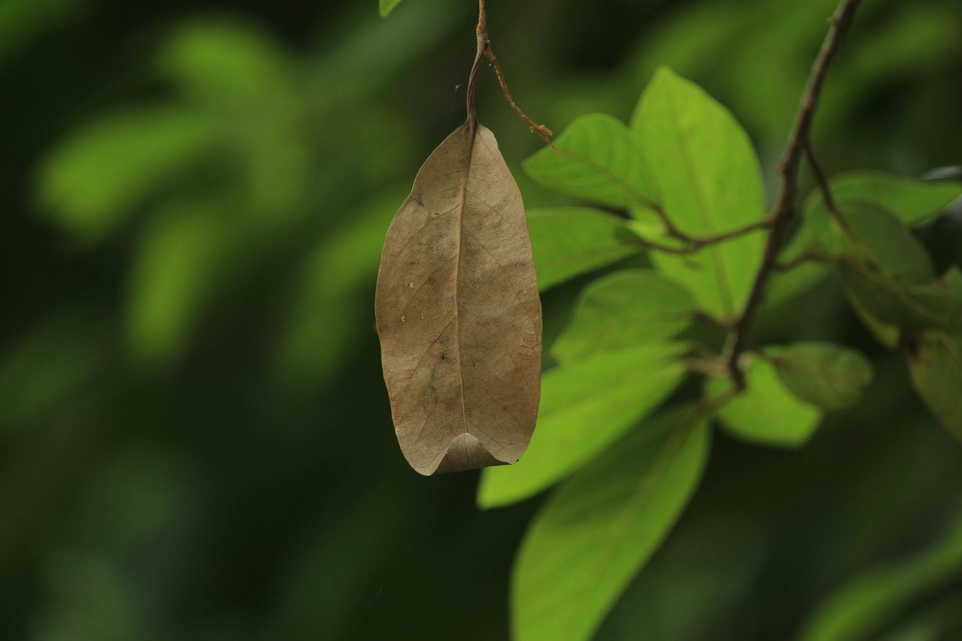 Dead Or Dying Plants Withered Leaves Drying Stems