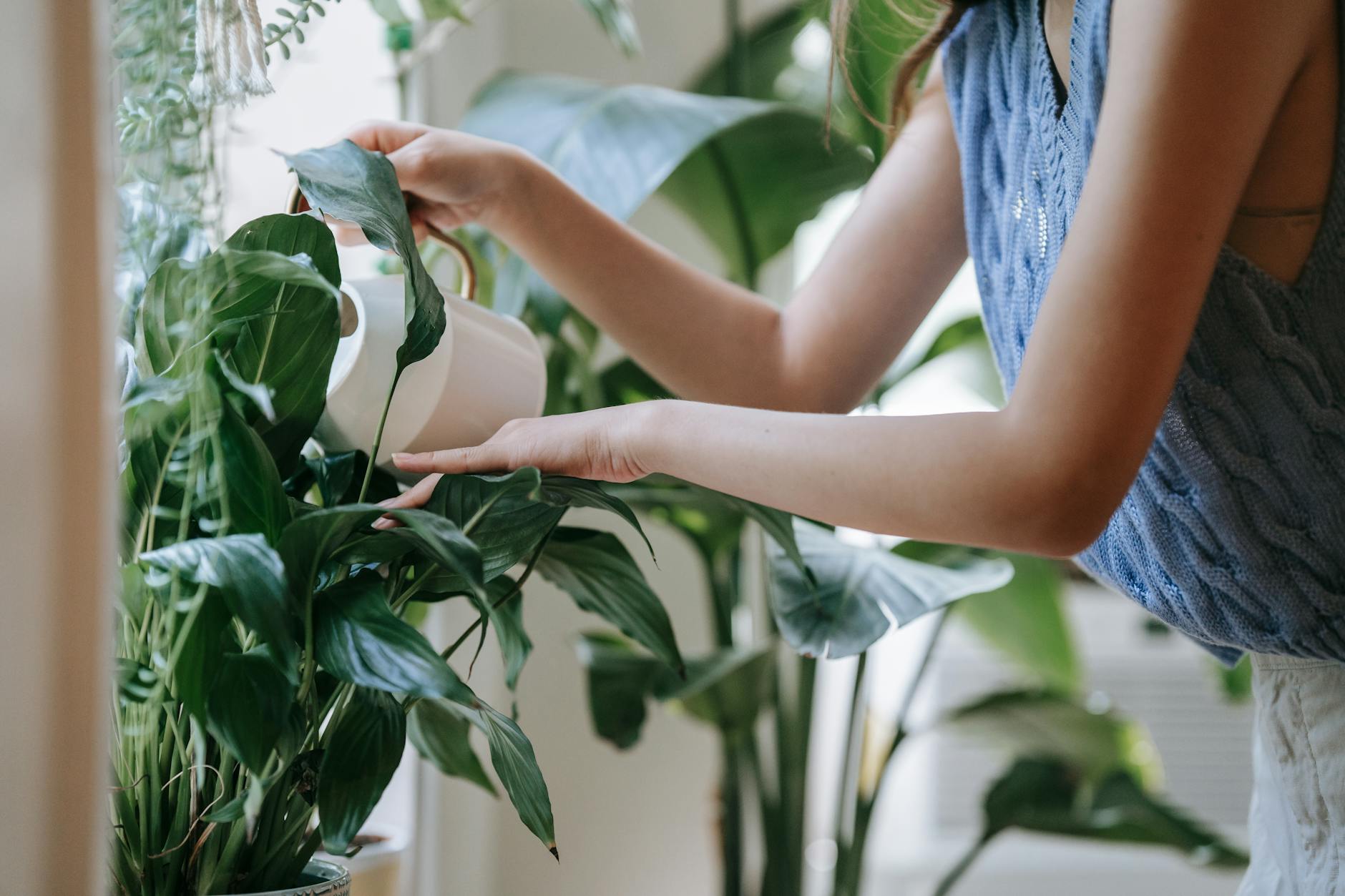 Houseplant Care Mindfulness