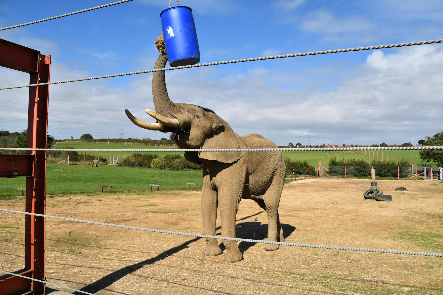 Elephant Shrew Animal Behavior Intelligence