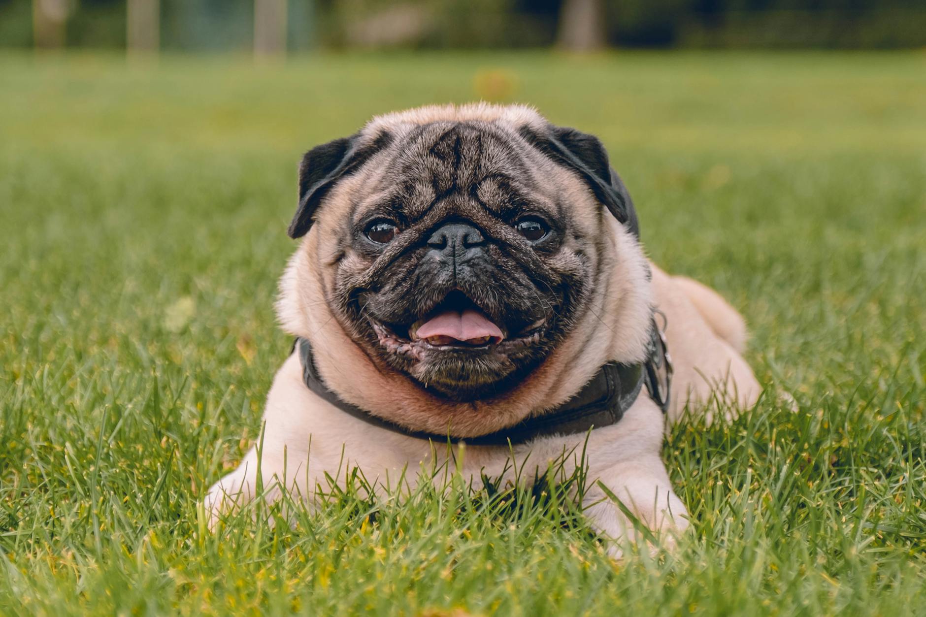 Pug Dog Breed Family Friendly Kids