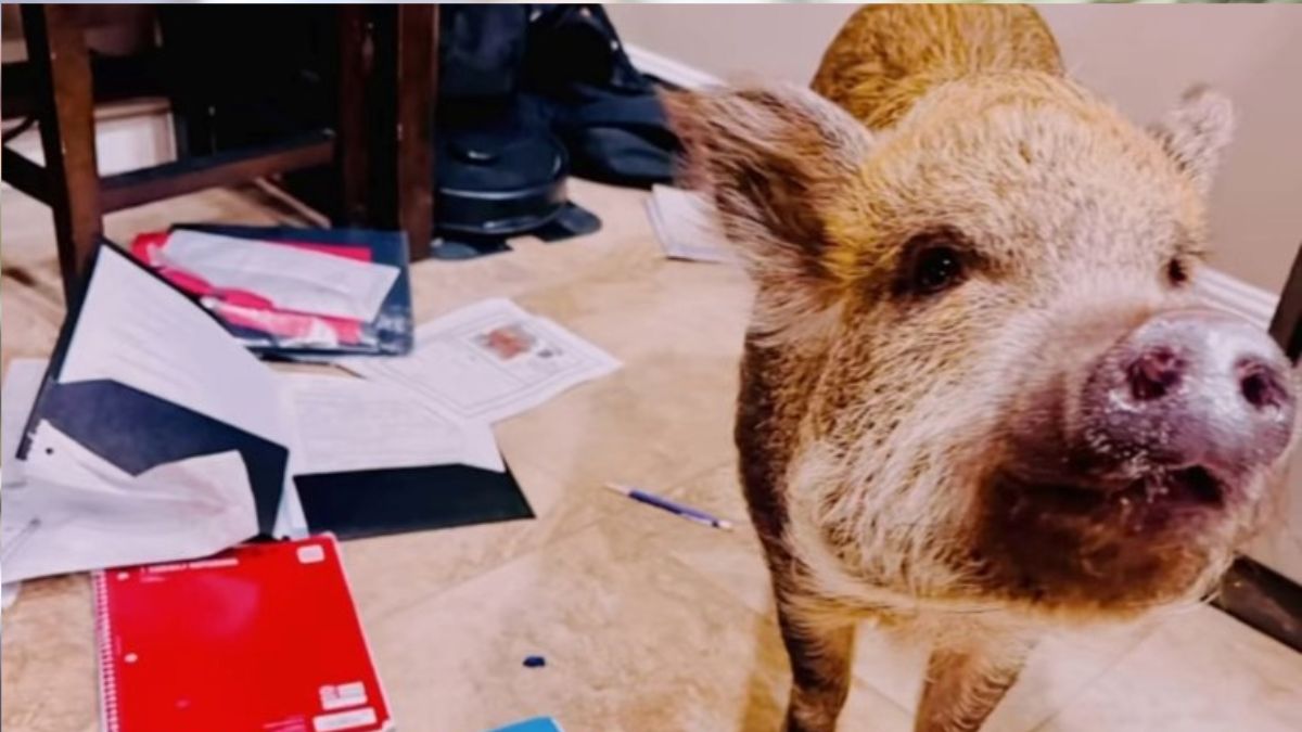 Camera Captures Adorable Mini Pig Devouring a Student’s Homework in Viral Footage