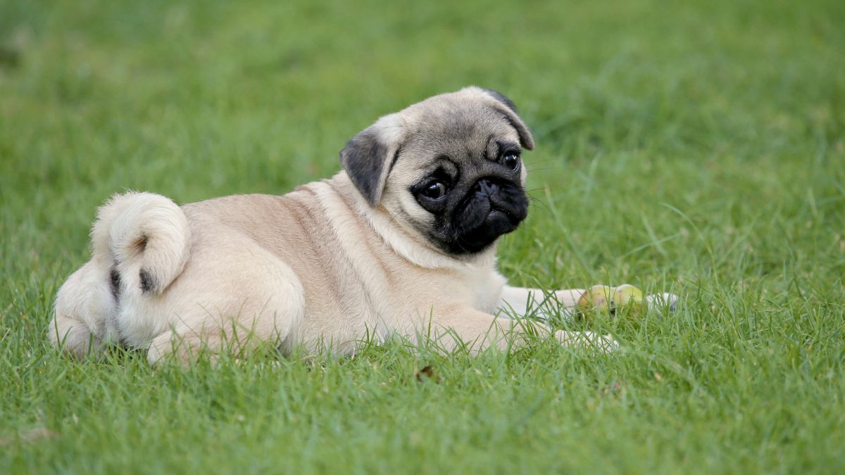 Veterinarians Explain Why These Cute Dog Breeds Are Living in Silent Agony