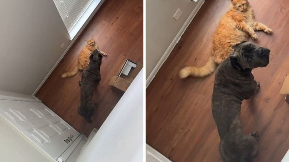 This Cane Corso and Maine Coon Cat Grew Up Together and Are Now Completely Inseparable