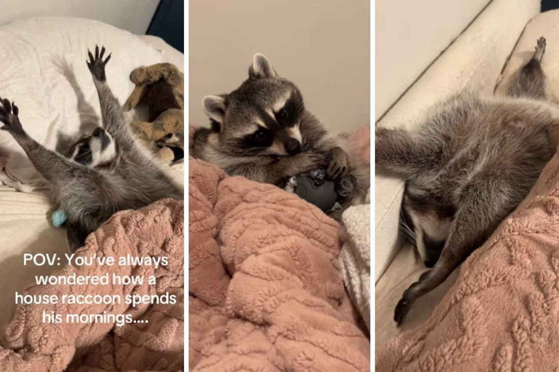 Pet Raccoon Rolo’s Peaceful Morning Routine Wins Over Instagram Users