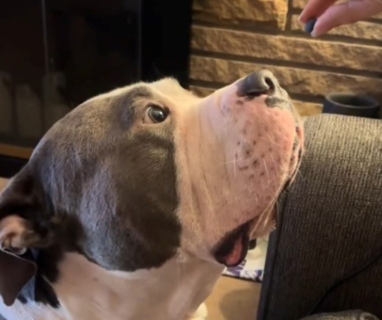 Reggie the American Bully Gets Hilariously Confused After Eating a Blueberry