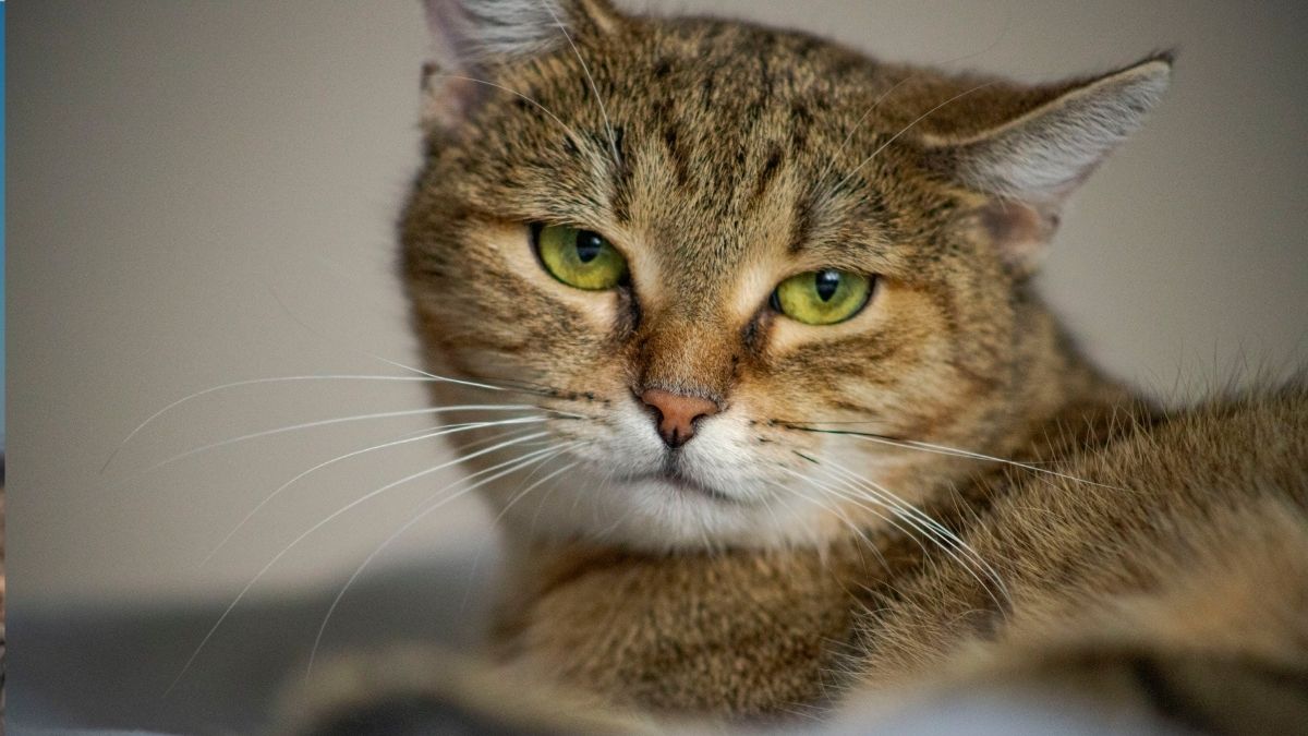Why Cats Sometimes Reject Petting and How to Respect Their Preferences