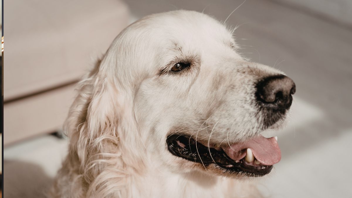 Heartwarming Video Shows Golden Retriever’s Overjoyed Reaction to Owner’s Return After Trip