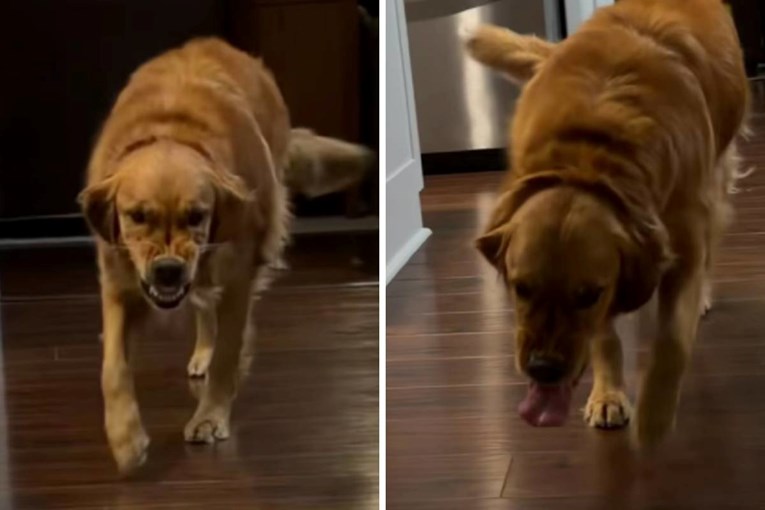Golden Retriever Wynn’s Eerie Smile Sparks Viral Debate on Cute or Creepy
