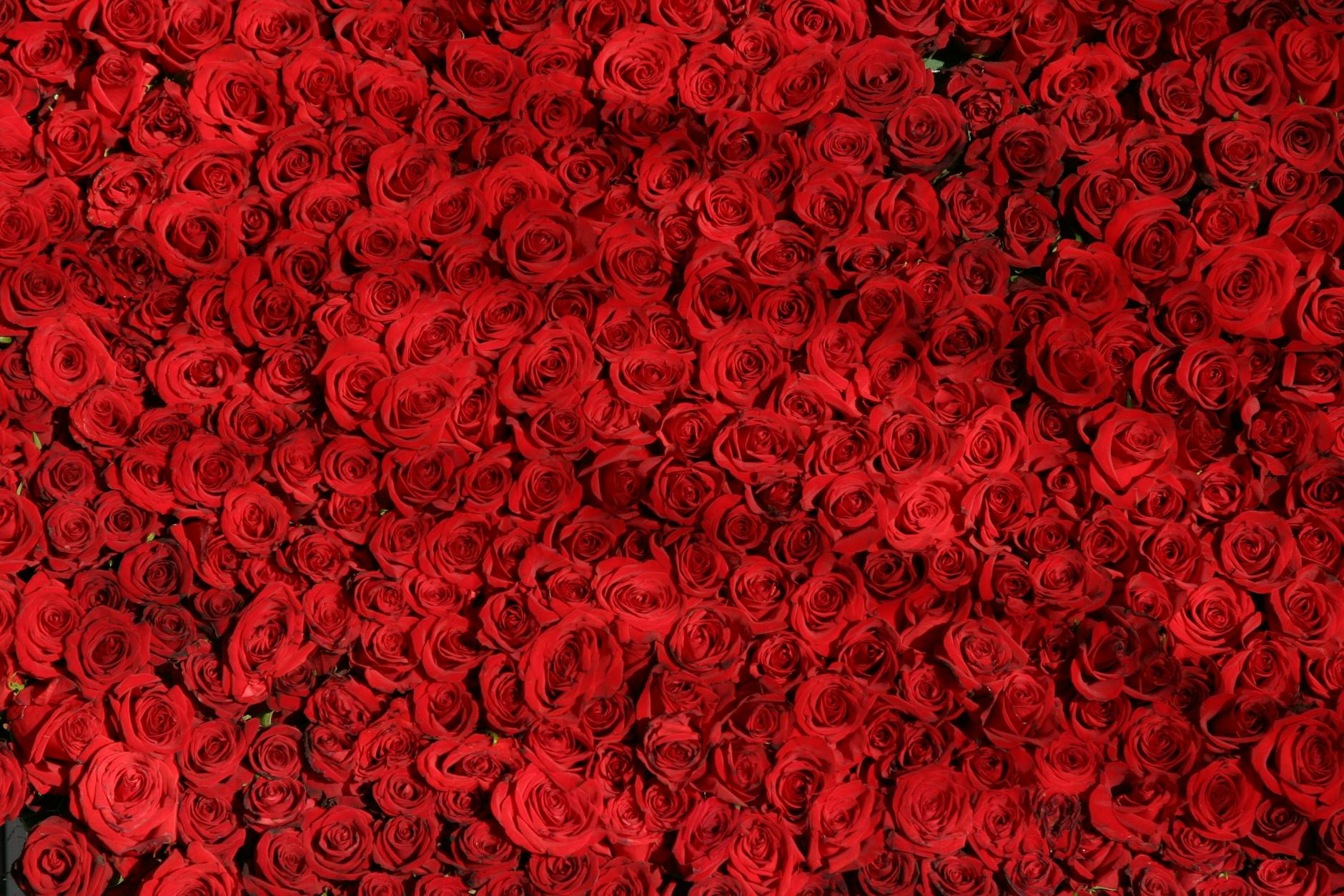Red Roses Flowers