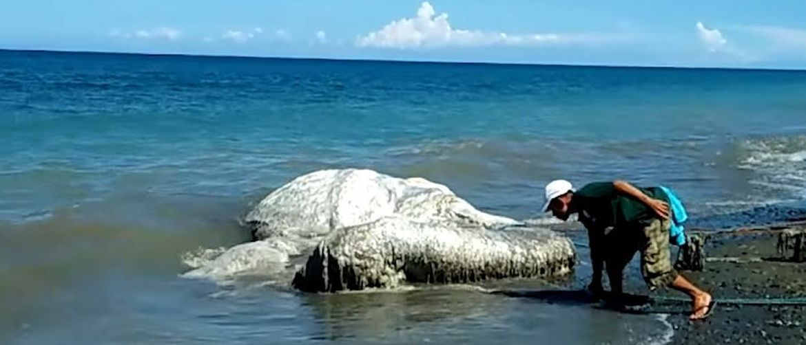 What Kind of Monsters Are These That Fill the Ocean Depths with Bizarre Scenes and Incredible Discoveries