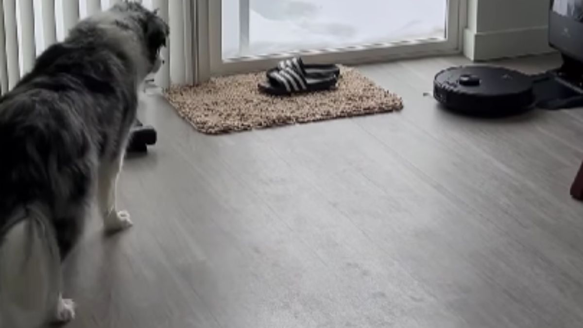 Shepherd Dog Who Thinks He Is Herding Robot Vacuum to Charging Station Delights Viewers