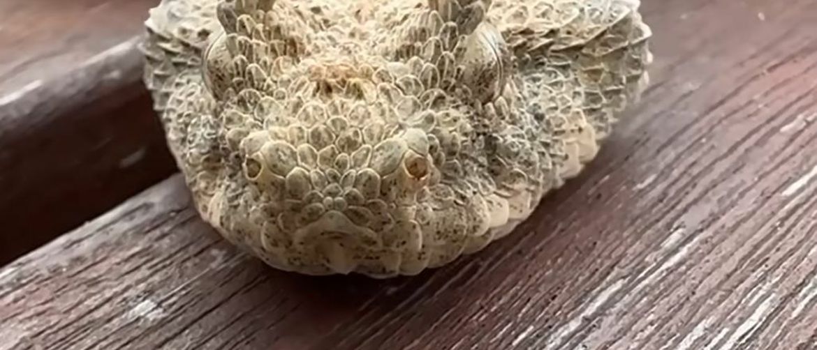 Rare Animal Footage Leads Viewers To Believe It Is A Creature From Their Nightmares