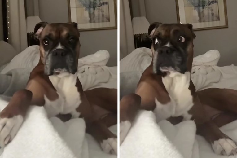 Offended Boxer Dog Judges Owner After Sneezing in Bed in Viral Video Hit