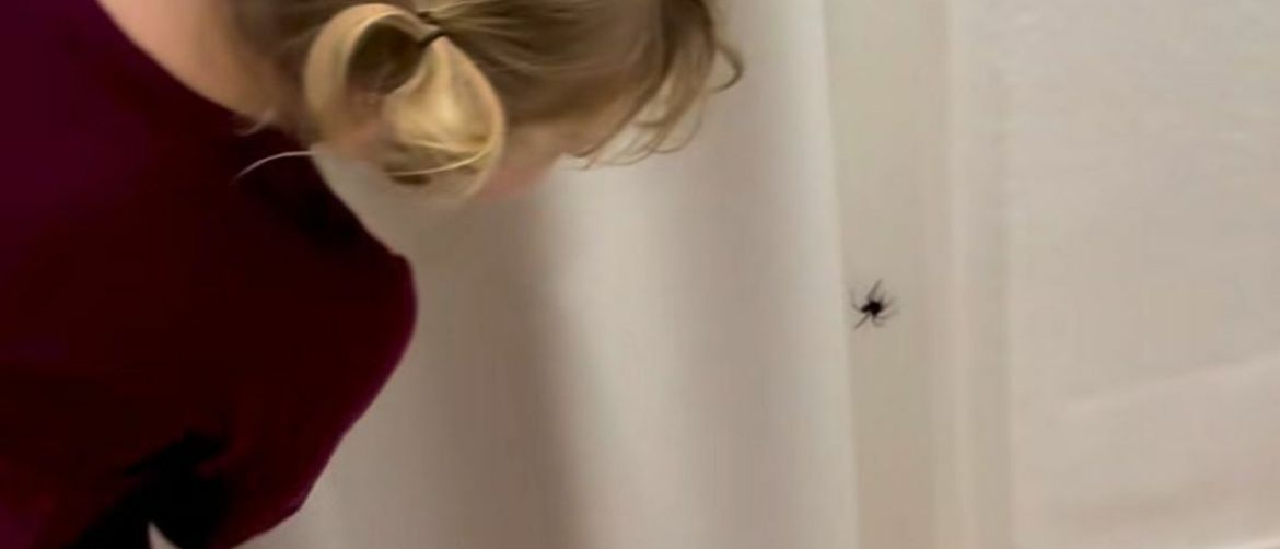 Brave Young Girl Takes Charge When Family Spots Spider on Curtain: “This Is Like a Horror Movie!”