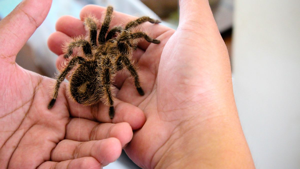 The Strangest Pets That People Actually Keep In Their Apartments