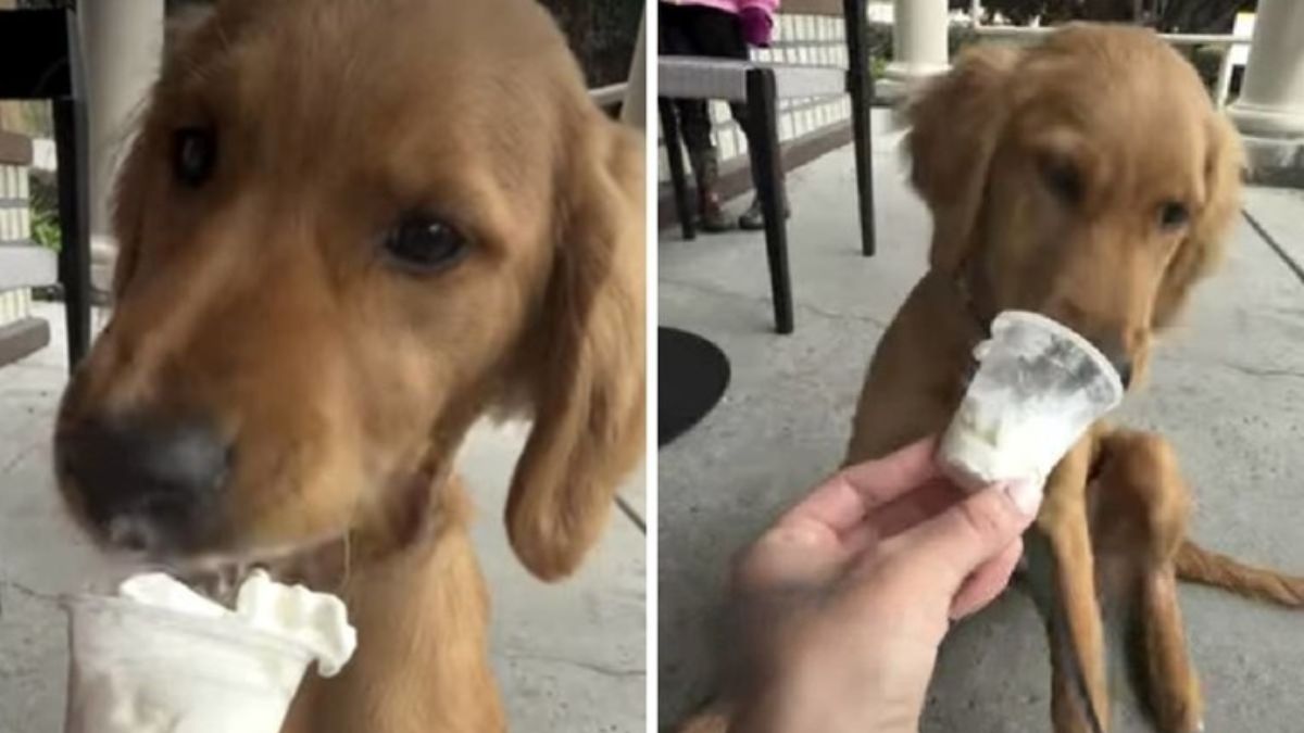 Golden Retriever Charlie Tries a Treat for the First Time and His Reaction Is Absolutely Adorable