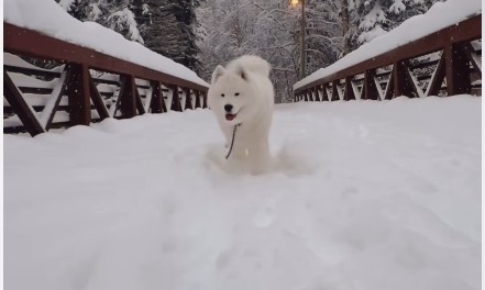 An Adorable Samoyed Named Stormy Is Going Viral for Her Love of Snow in Alaska
