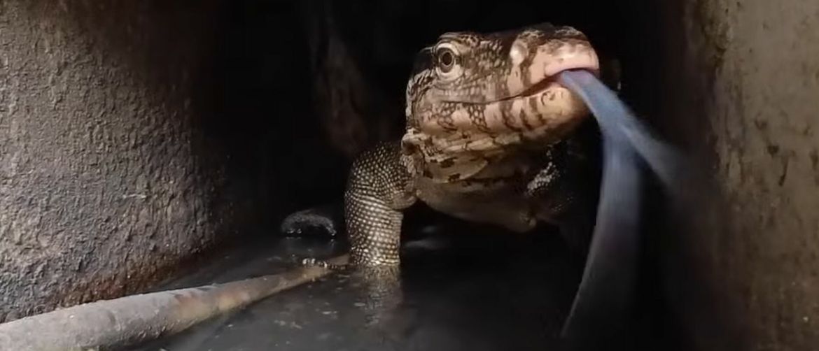 Fear and Trembling in the Pipes as People Attempt to Clean Drains and Encounter Horrifying Discoveries