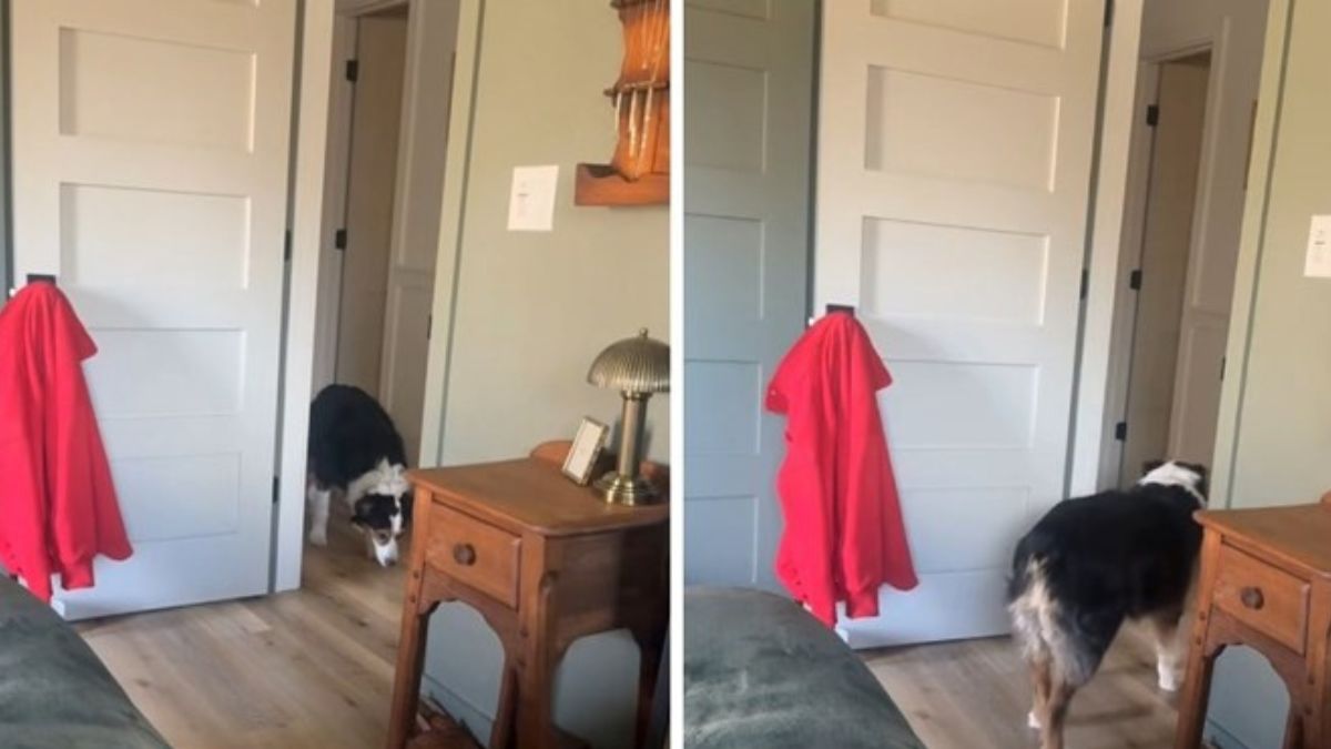 This Dog Is Terrified of Doors and Came Up With His Own Quirky Solution to Deal With the Fear