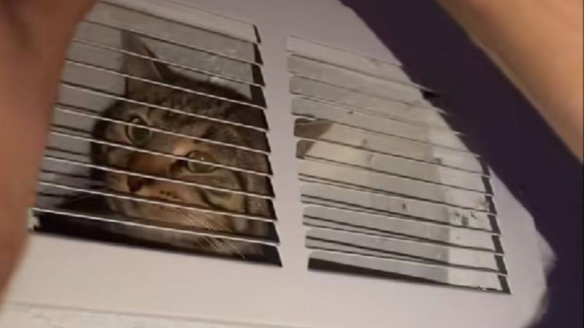 They Thought Someone Was Breaking Into Their House: “Surprise” in the Ventilation