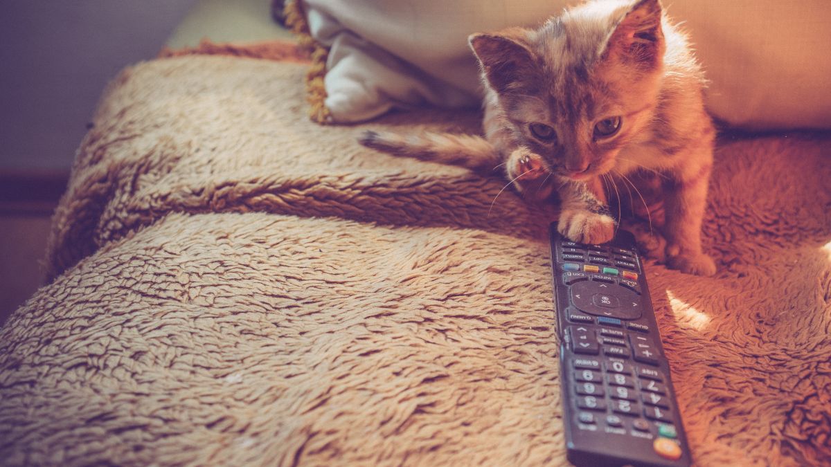 Kitten Who Loves Watching Winter Olympics and Cheering Delights People