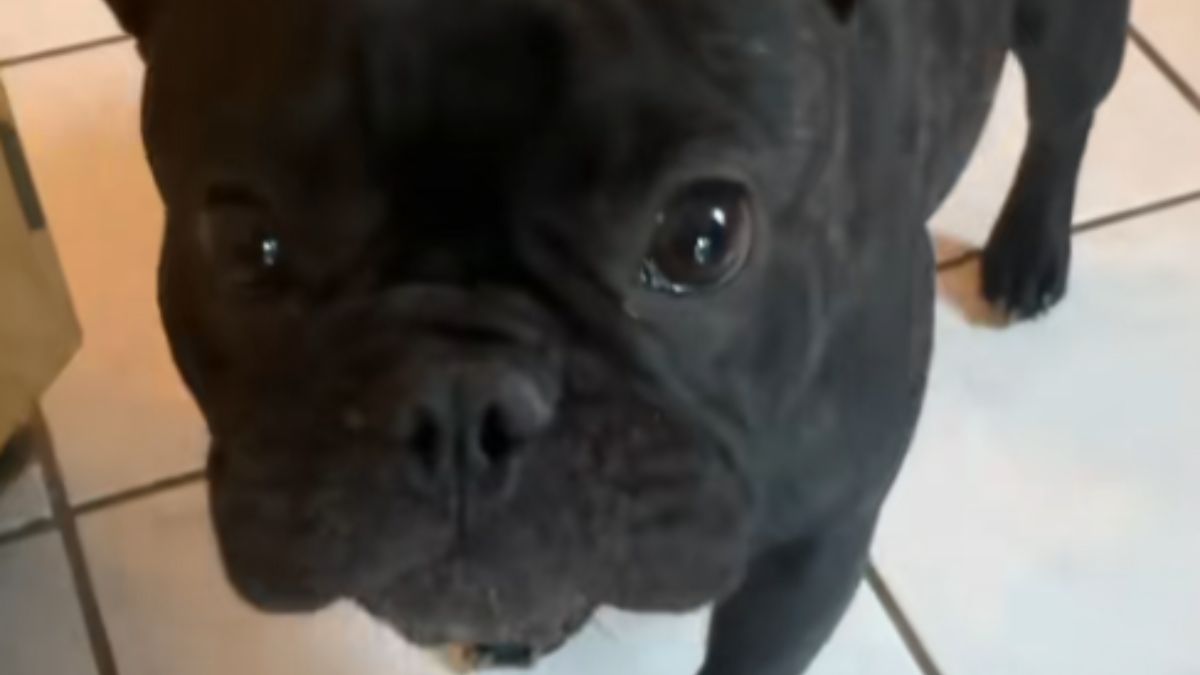 This TikTok Trick for Getting Your Dog to Take a Pill Has Gone Viral