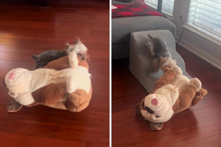 Yorkie Tried to Drag Giant Plush Toy onto Bed and It Ended Hilariously