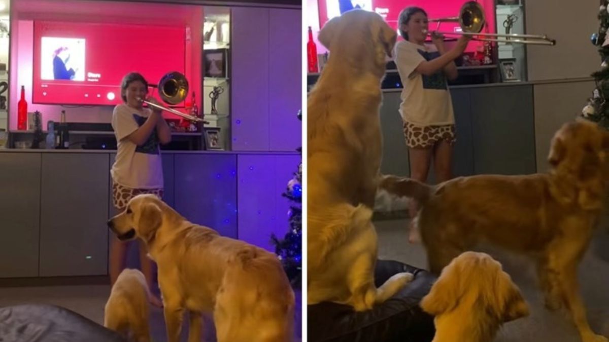 3 Golden Retrievers Hearing a Trombone for the First Time Left the Entire Internet in Tears
