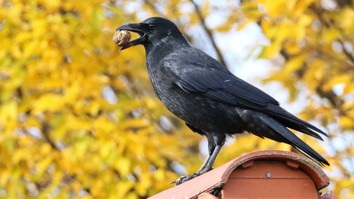 Common Backyard Birds That Are Secretly Incredibly Aggressive