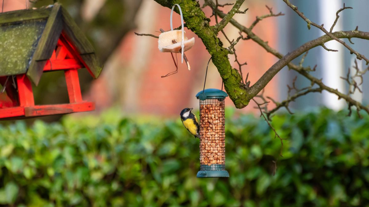 Everyday Foods You Should Absolutely Never Feed to Your Backyard Birds