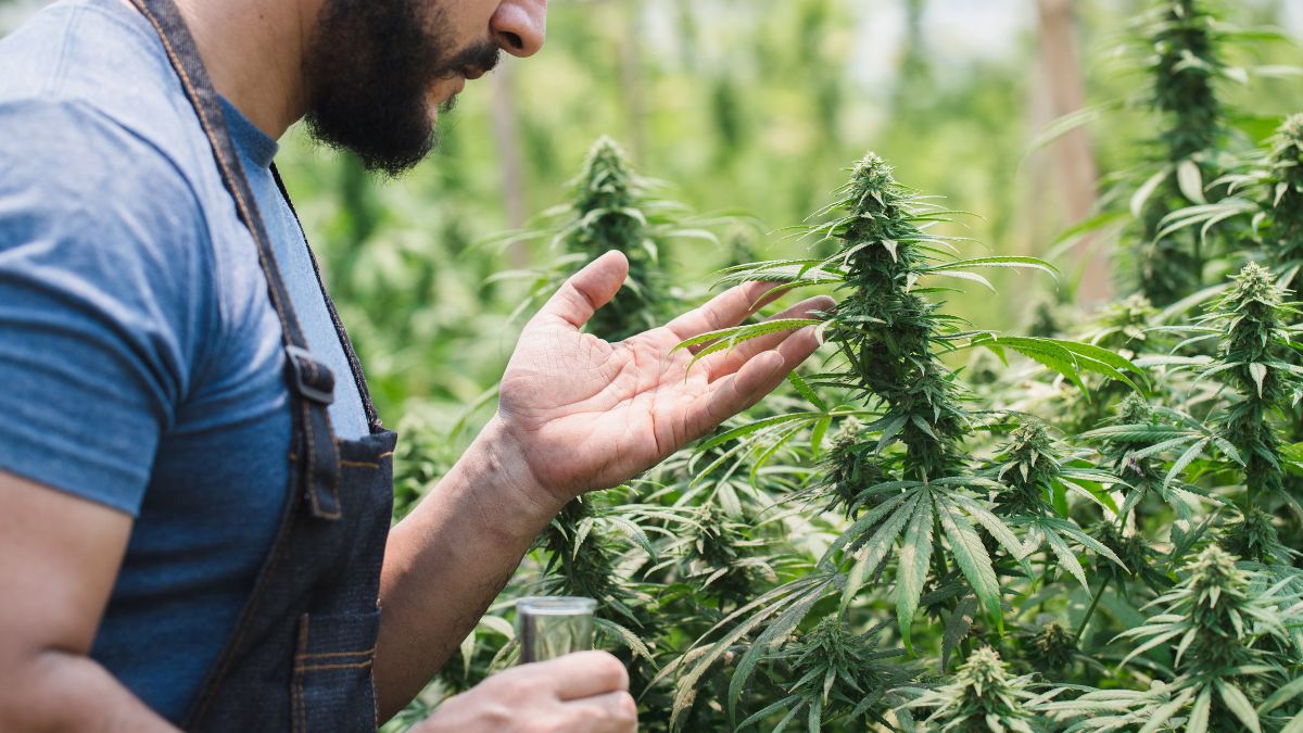 What a Former Cannabis Addict Noticed After 6 Months of Quitting Weed
