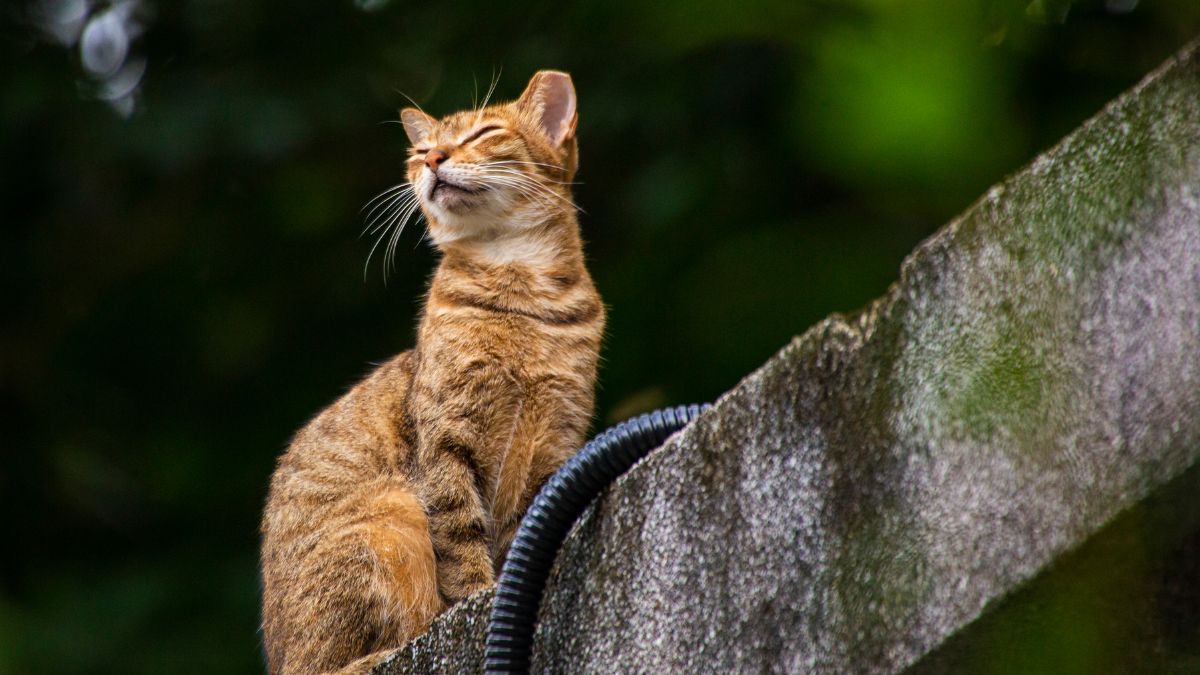 The Most Independent Cat Breeds for Busy Owners