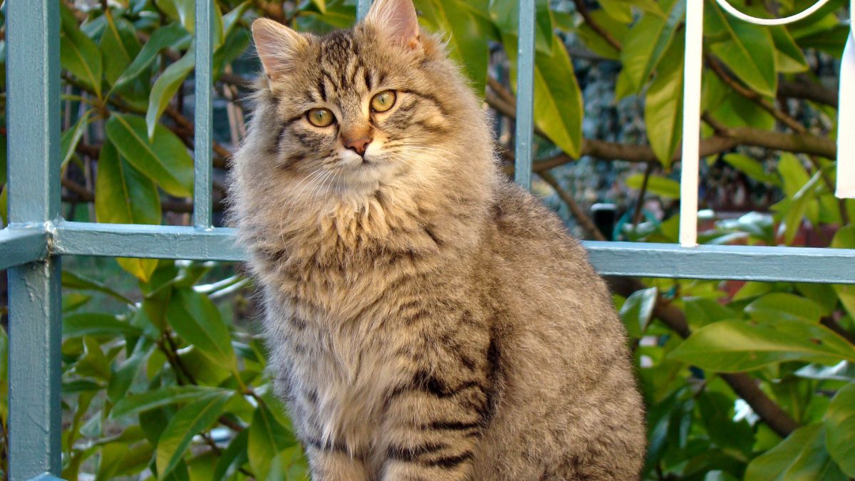 Cat Breeds That Are Surprisingly Large