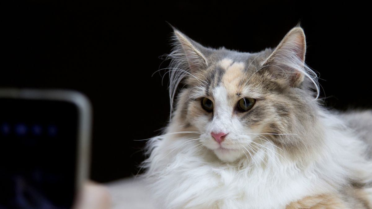 The Best Cat Breeds for Busy Professionals