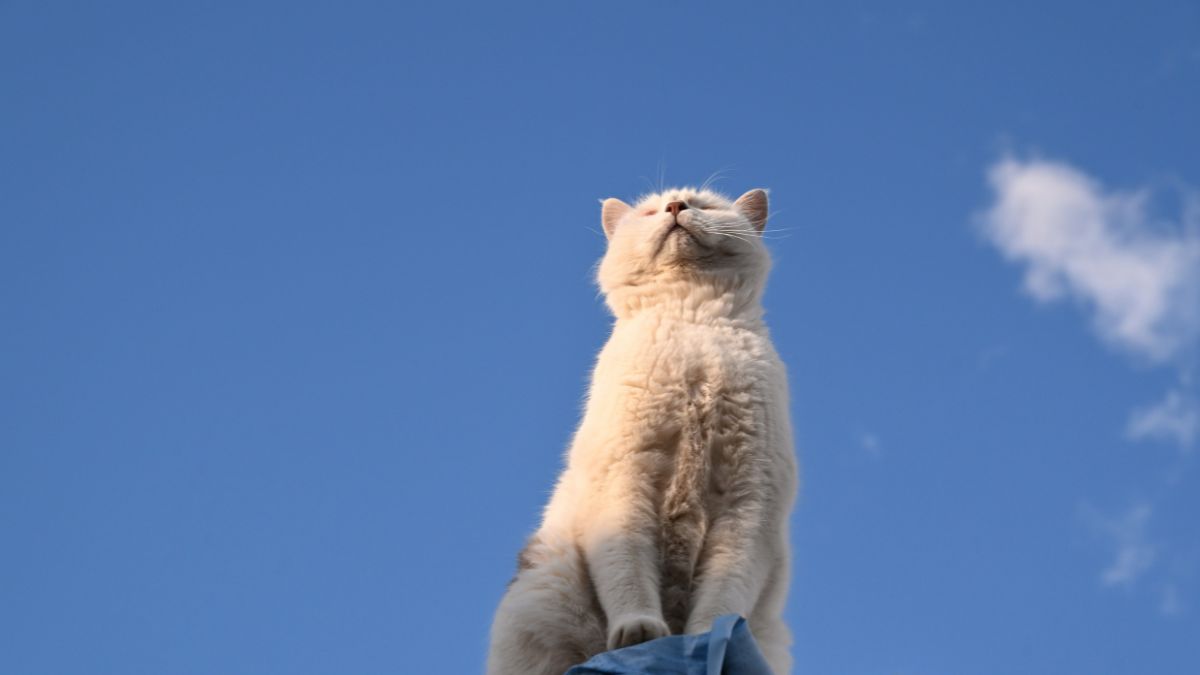 The Most Intelligent Cat Breeds That Can Be Trained Like Dogs