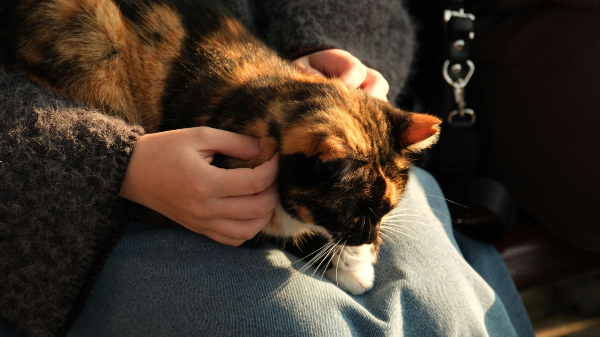 Ways to Tell If Your Cat Loves You