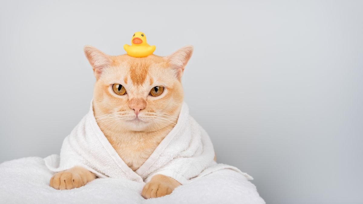 20 Cat Breeds That Actually Like Water