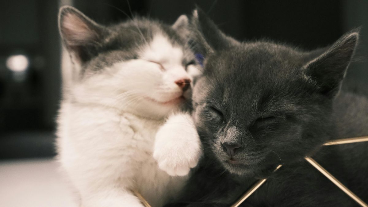 Cat Breeds That Love to Cuddle